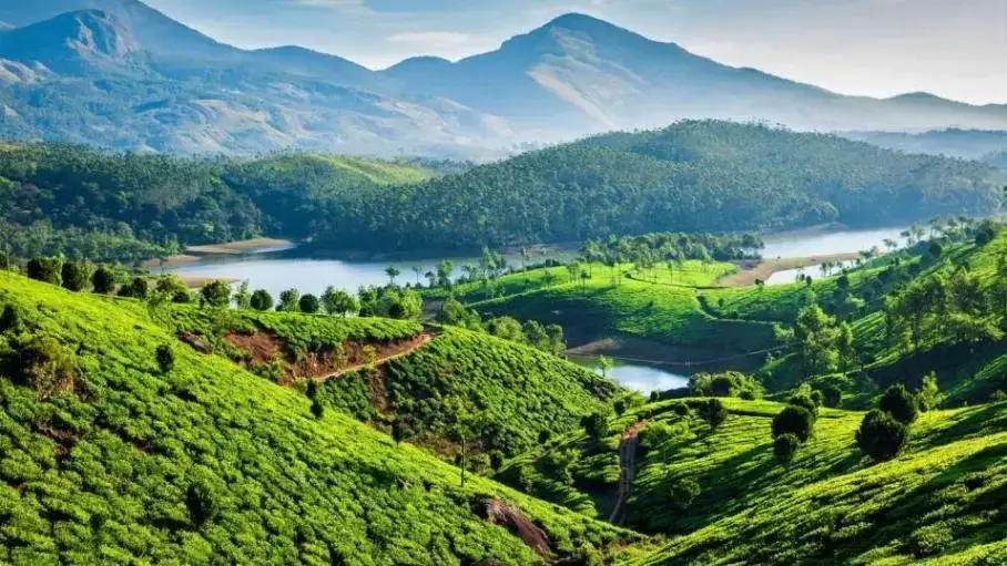 Lush Paddy Fields